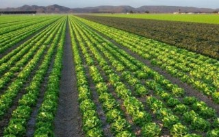 增产不增收怎么解决，可采取调整结构、改善产品质量、发展特色品牌农业等措施