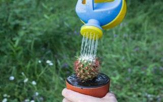 仙人掌怎么浇水,春秋季节每隔半个月浇一次