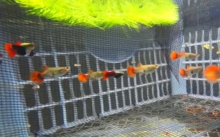 孔雀鱼的生活环境,一般生活在热带地区的河流、湖泊等水域中