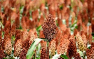 高粱是粗粮吗，高粱属于粗粮