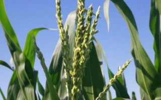 龙垦25玉米种子特征特性,适宜播种期4月下旬至5月上旬