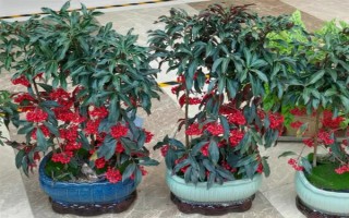 金玉满堂的寓意，寓意吉祥富贵、家丁兴旺等