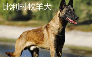 比利时牧羊犬的性格，性格聪明、勇敢