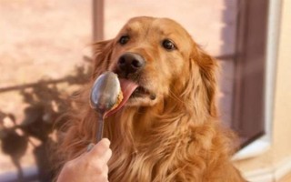 狗狗尿黄是不是上火,上火、缺水、尿路感染等原因均会导致