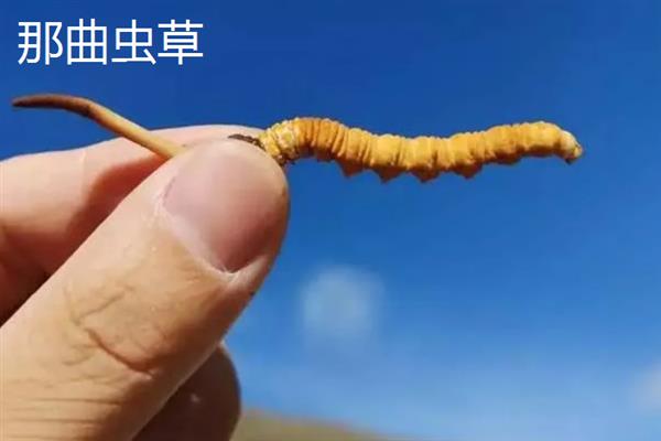 西藏那曲市的特产，酥油是藏族人不可缺少的食品