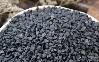 韭菜怎么育苗，宜用新籽播种