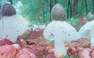 竹荪的品种有哪些,常见的有长裙竹荪、短裙竹荪等