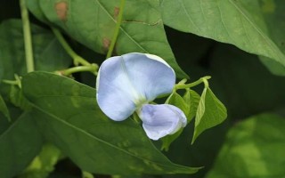 四棱豆适合在哪些地区种植，适合在云南、贵州、四川等地种植