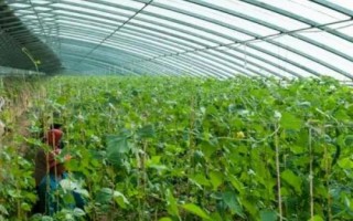 怎么防治大棚蔬菜缺素症，需根据实际缺素情况采取对应措施