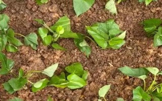 红薯的收获时间，通常是在9-11月份左右