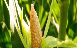 登海605玉米种子特点,高抗茎腐病