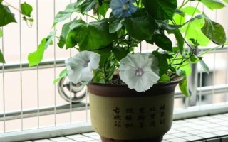 牵牛花室内养还是露养好,根据条件可露养也可室内养