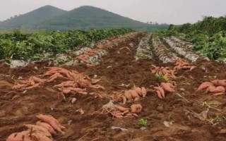 地瓜亩产多少，亩产量为4000-5000kg左右