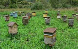 养一年蜜蜂能不能挣20万,主要取决于蜂种、规模、养殖技术等条件