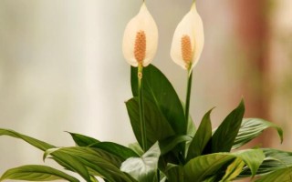 白掌叶尖发黑的补救方法，要根据实际情况采取对应措施