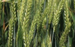 陇春30号小麦种子简介，生育期98天