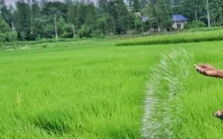 元素抗拮的原理，补充的养分造成化学反应导致无法吸收