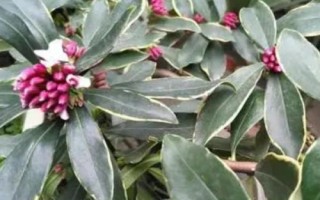 瑞香花如何养殖以及要注意什么,春季现蕾前可接受全日照