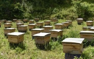 养蜂如何防治胡蜂,安装挡板可有效避免胡蜂入侵