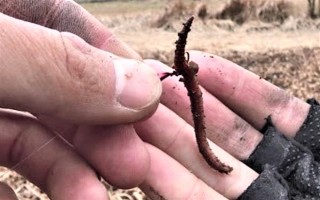 钓鱼挂蚯蚓的方法，常见以下3种方法