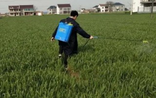 小麦适合在年前还是年后打多效唑,年后打药效果更佳