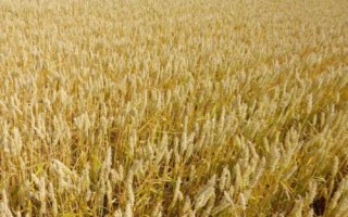 金科788小麦品种的特性,全生育期223.8天