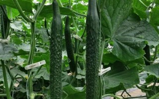 黄瓜多久施一次肥，结果期大概每一周都要施一次肥