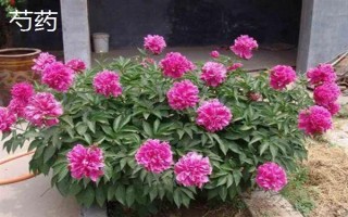 重阳节有哪些花卉开放，一串红、大丽花等品种均在此时开花