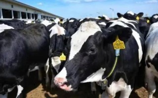 牛中毒的症状，不同的原因导致中毒症状不同