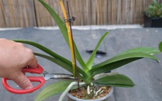 怎么防治蝴蝶兰灰霉病,使用透气、保肥的基质可降低发病几率