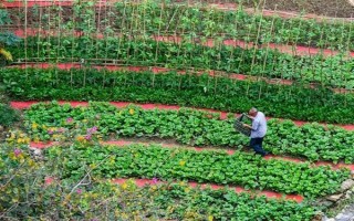 有机蔬菜种子怎么浸种催芽，用温水浸泡后再放入容器中并覆盖湿毛巾