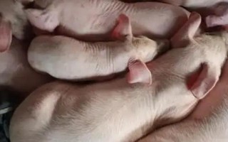 猪苗的价格，各地的售价有很大区别