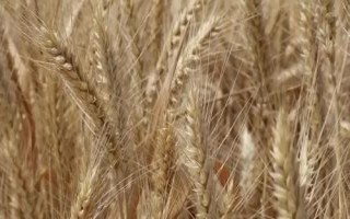 顺麦9号小麦品种简介,全生育期222.6天