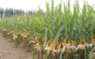 花药离体培养和单倍体育种有什么区别，步骤及结果不相同