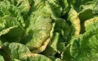 花卉黄叶病如何防治，遇旱时需及时浇水