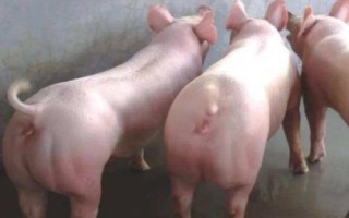 三元母猪的留种方法,需选择背宽体阔、四肢健壮的个体作为留种对象