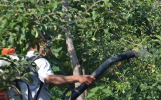 响富苹果品种简介，其优质果率高达90%以上