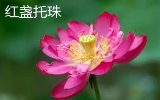 名贵荷花品种介绍,这十种一定要了解