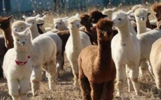 羊驼适合在什么地方养殖，适合在山区、草原等地养殖