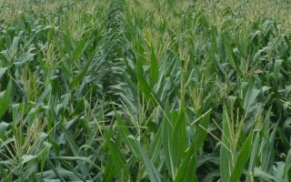 巡天16玉米品种简介