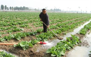 奶白菜如何种植，以条播较好