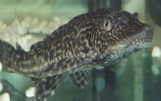 清道夫死亡的原因，可能是温度太低或水质偏碱等