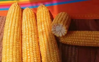 西南地区适合种植的玉米品种，常见的有鄂玉10号、强硕168等