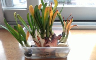 冬季如何水培水仙花,适宜生长的温度在12-15℃