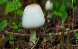 二连浩特市的特产,包括牛羊卷肉和皮囊酒等种类