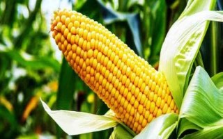 承禾156玉米种子特点,2021年高抗丝黑穗病