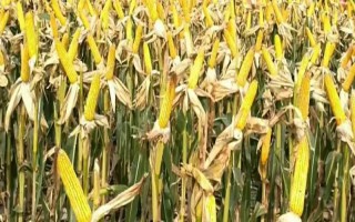 陇新玉518玉米种子特点，种植密度每亩5500株