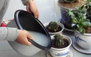 浇花用啤酒好不好，可增加养分并促进光合作用