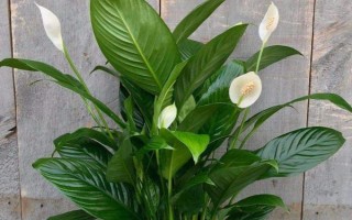 绿巨人和白掌的区别是什么，株高、枝叶和花朵均不同