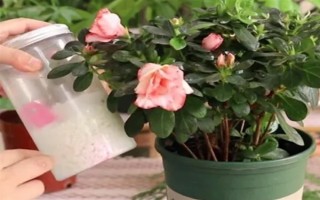 花中西施是什么花，是指的杜鹃花